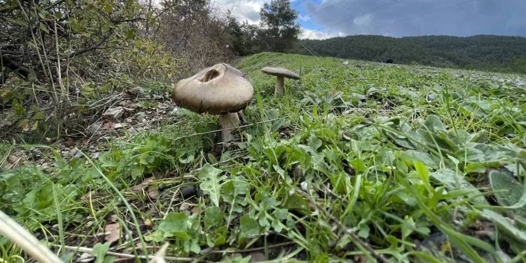 Mantar zehirlenmesinde kritik saat detayı! 6 saat sonra başlayan belirtilere dikkat: Geri dönüşü olmuyor! 2